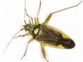 Closterotomus trivialis